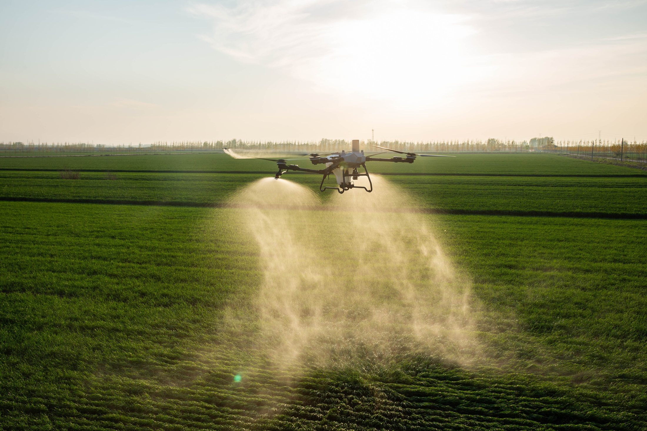 Dron DJI Agras aplicando sobre cultivo